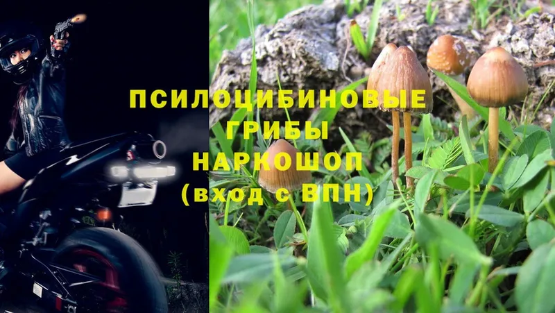 Псилоцибиновые грибы Magic Shrooms  Калач-на-Дону 